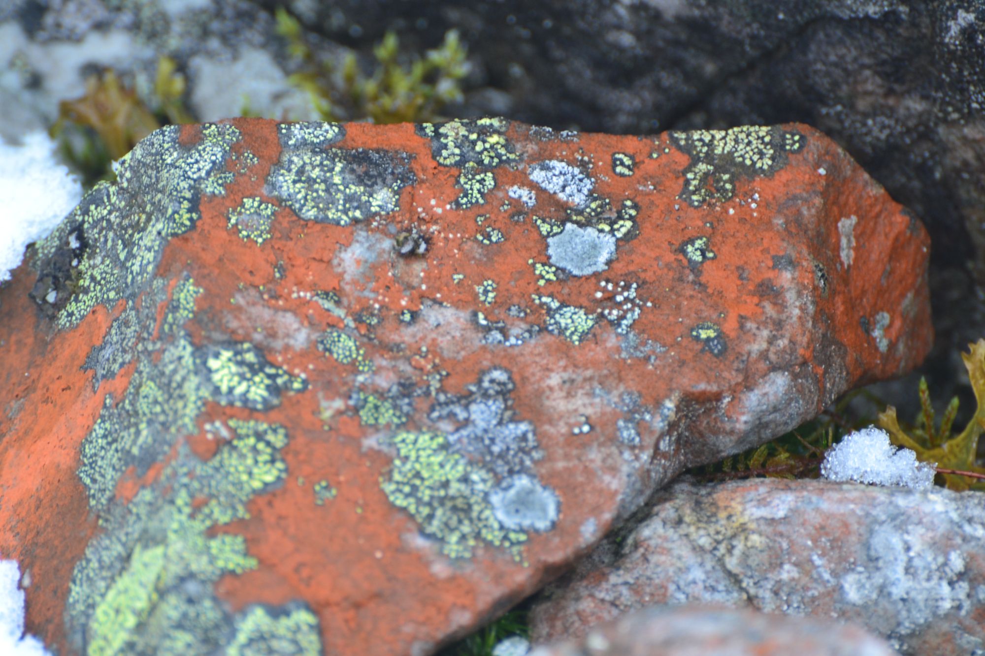 lichen on rock