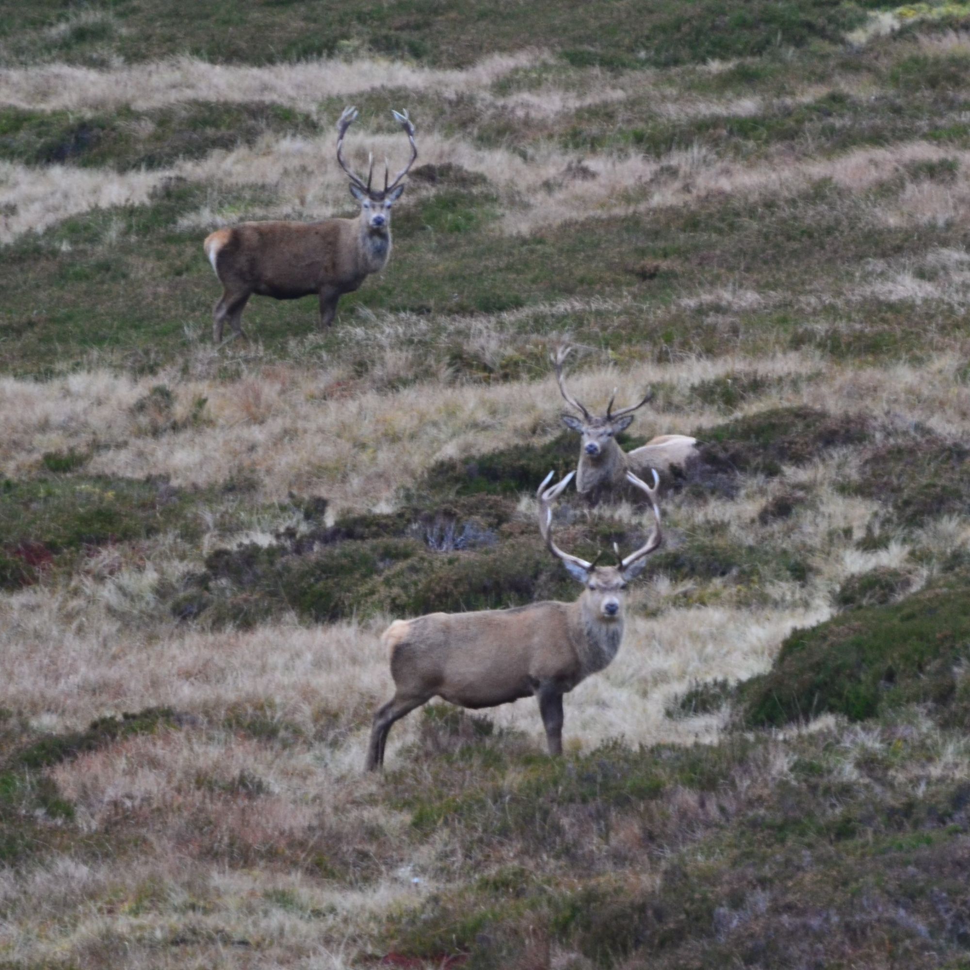 Red deer stags