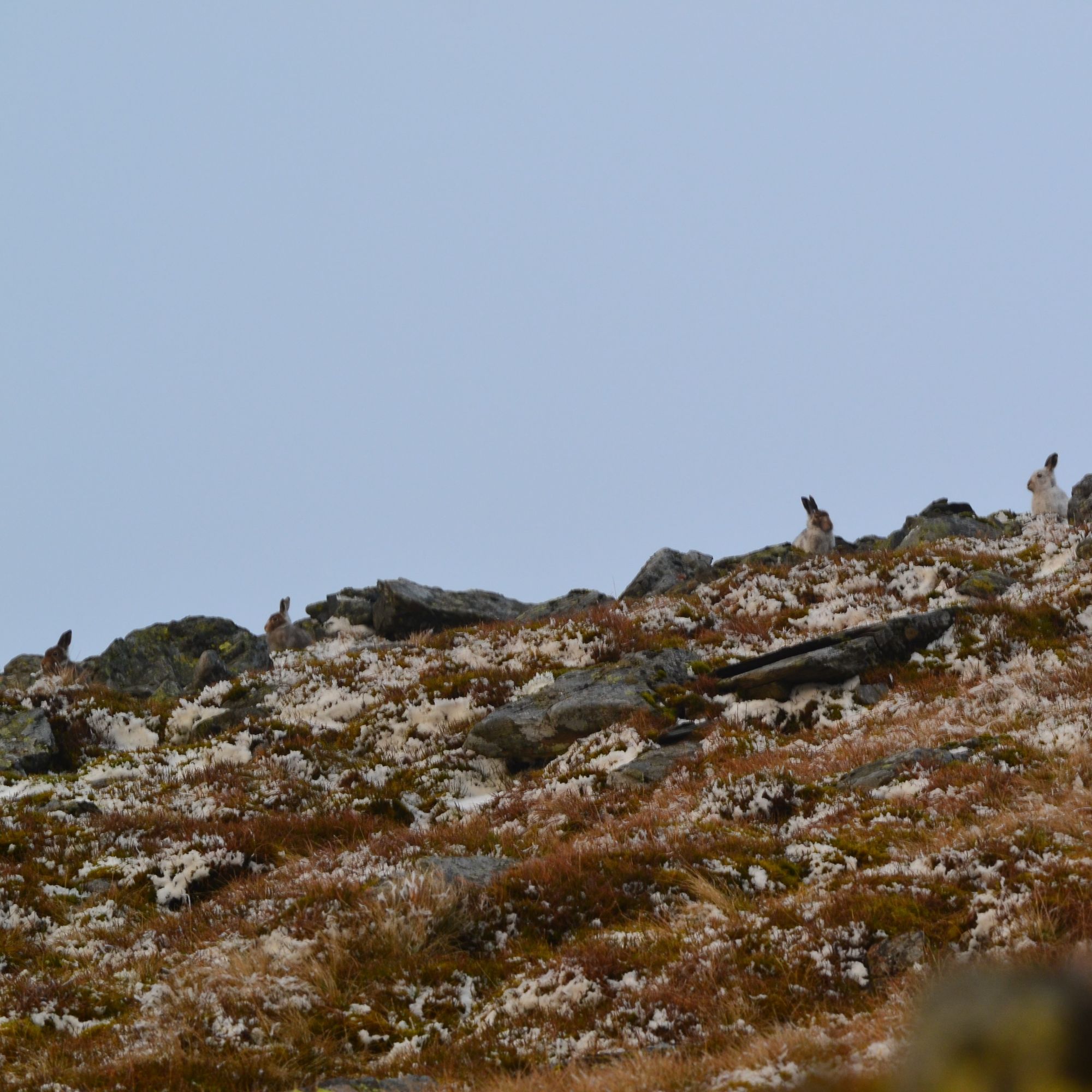 mountain hares