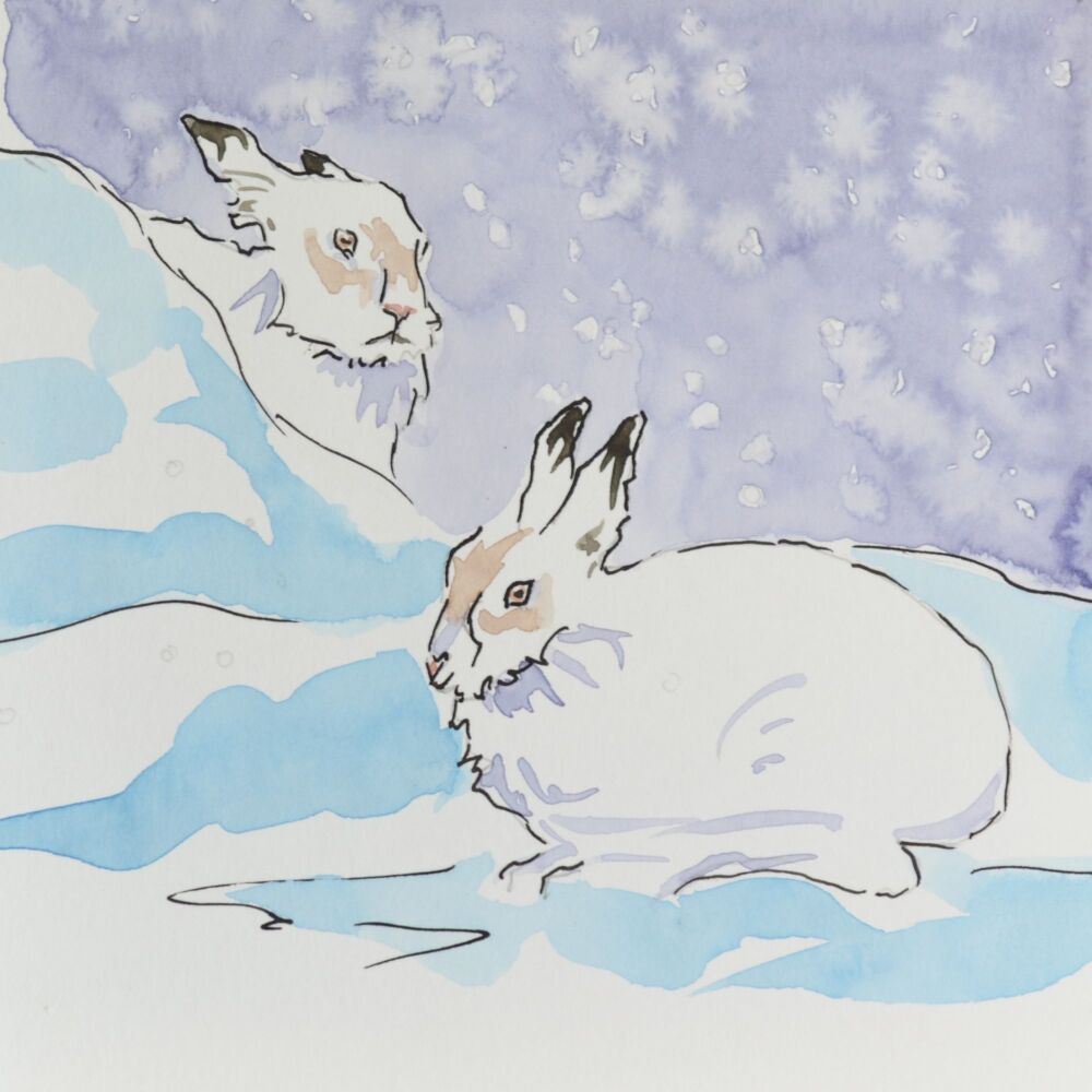 ink and watercolour of a pair of white mountain hares in a snowstorm