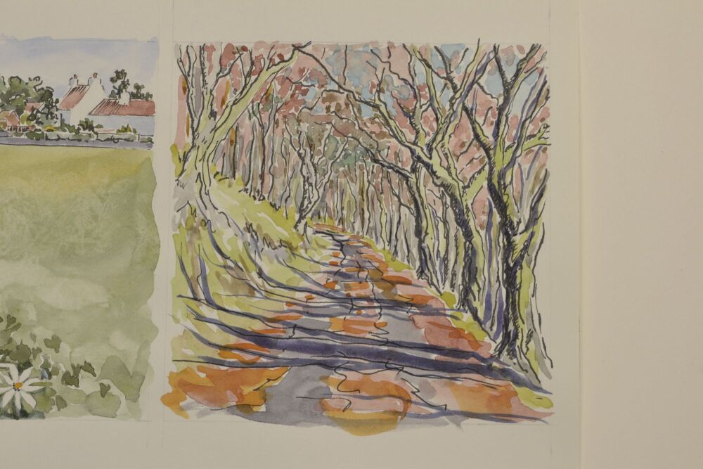 path through beech trees on sunny autumn day