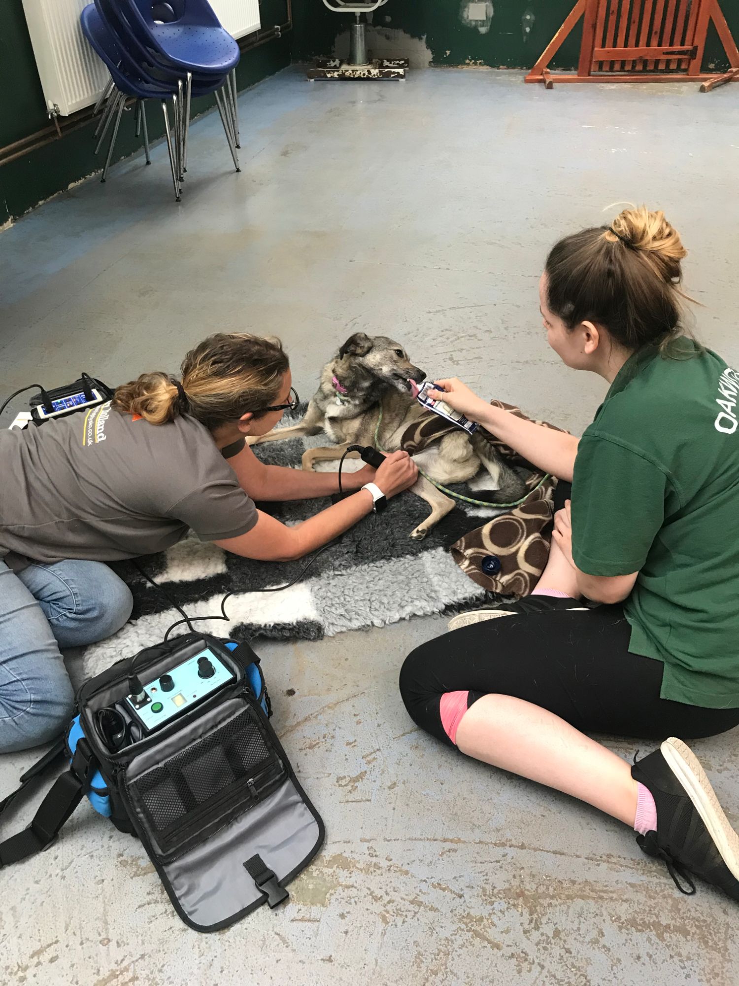 to Oakwood Dog Rescue