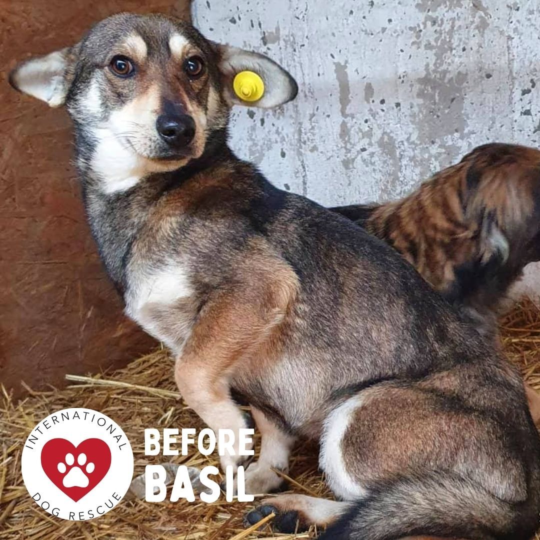 Before Basil.jpg