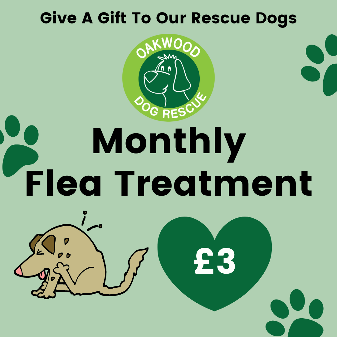 Pay for Monthly Flea Treatment for a Rescue Dog