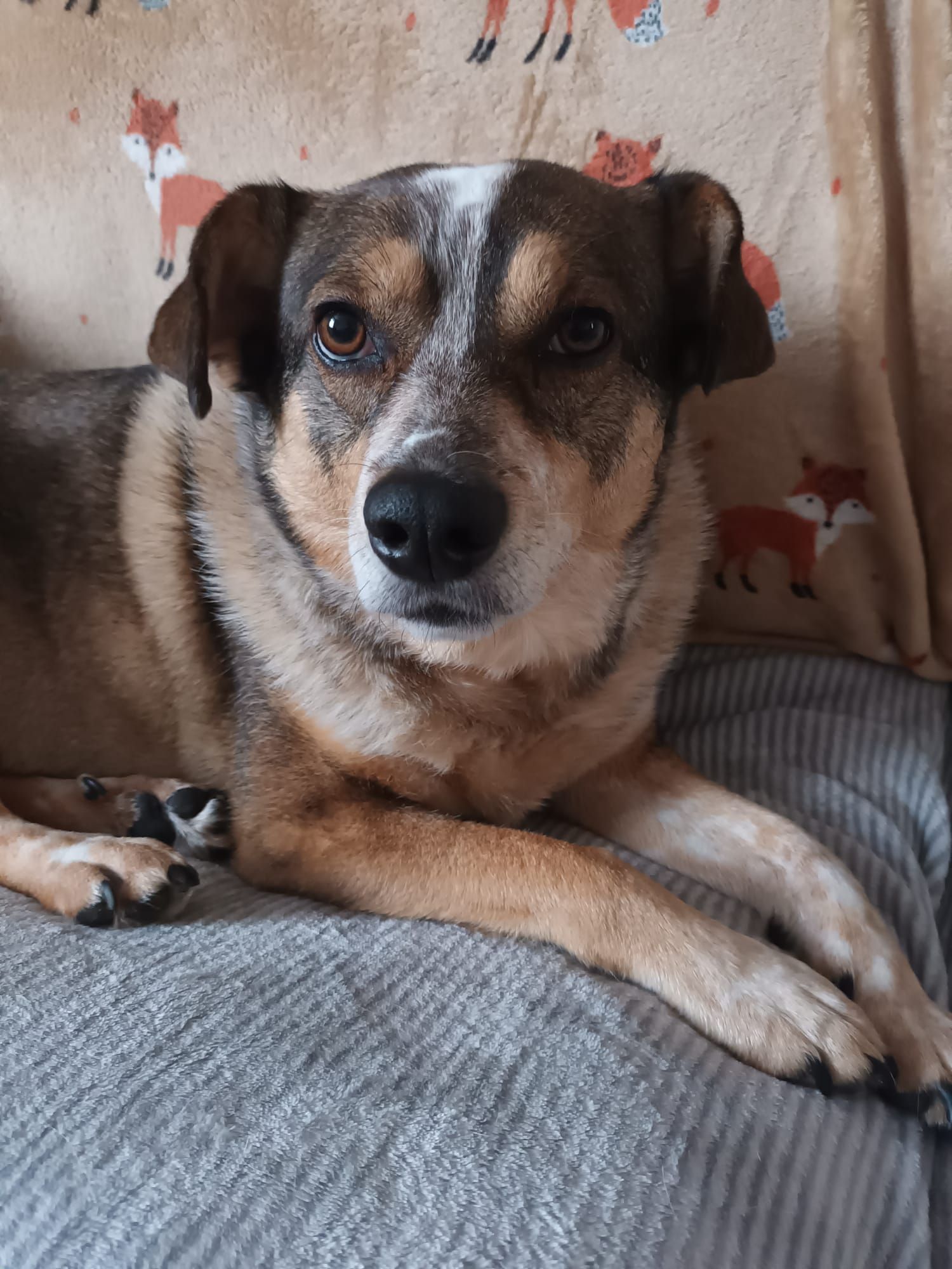 Archie B
