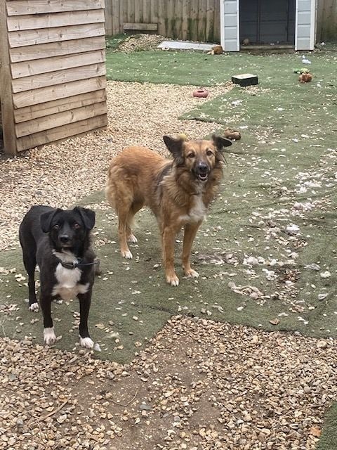 Poppy with Gertie