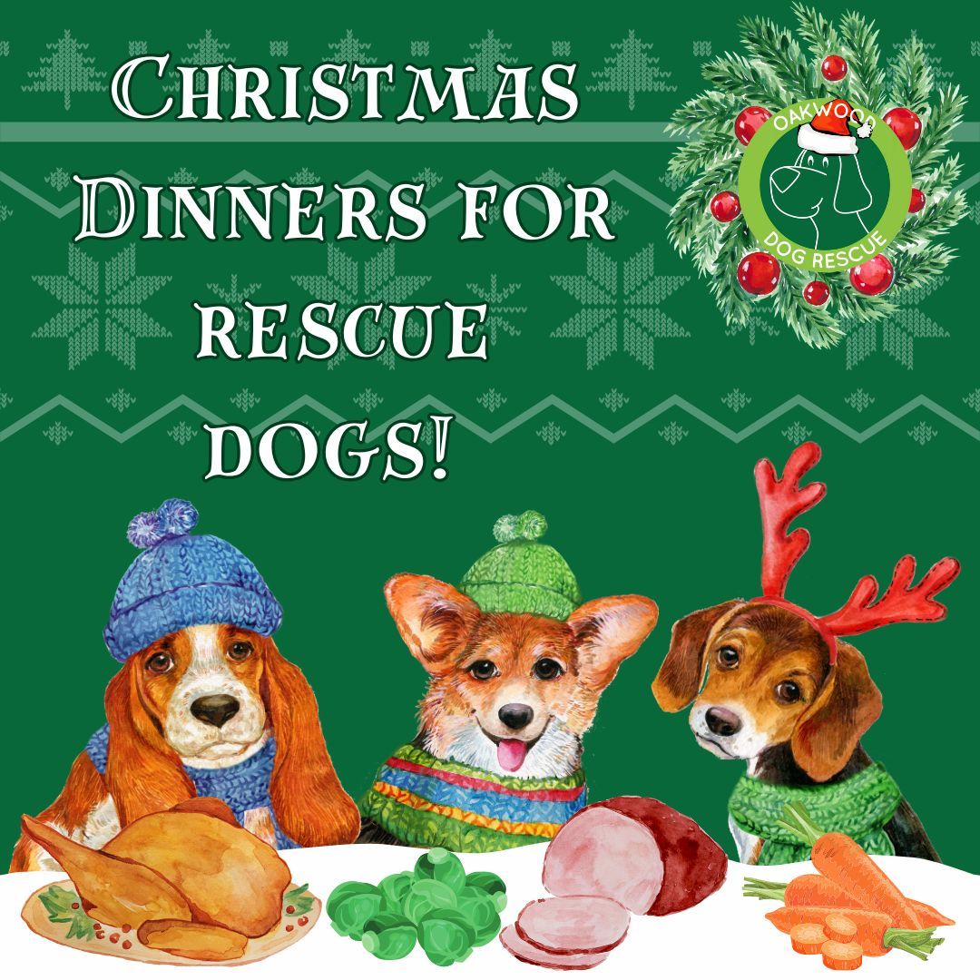 Buy a Christmas Dinner for a Rescue Dog