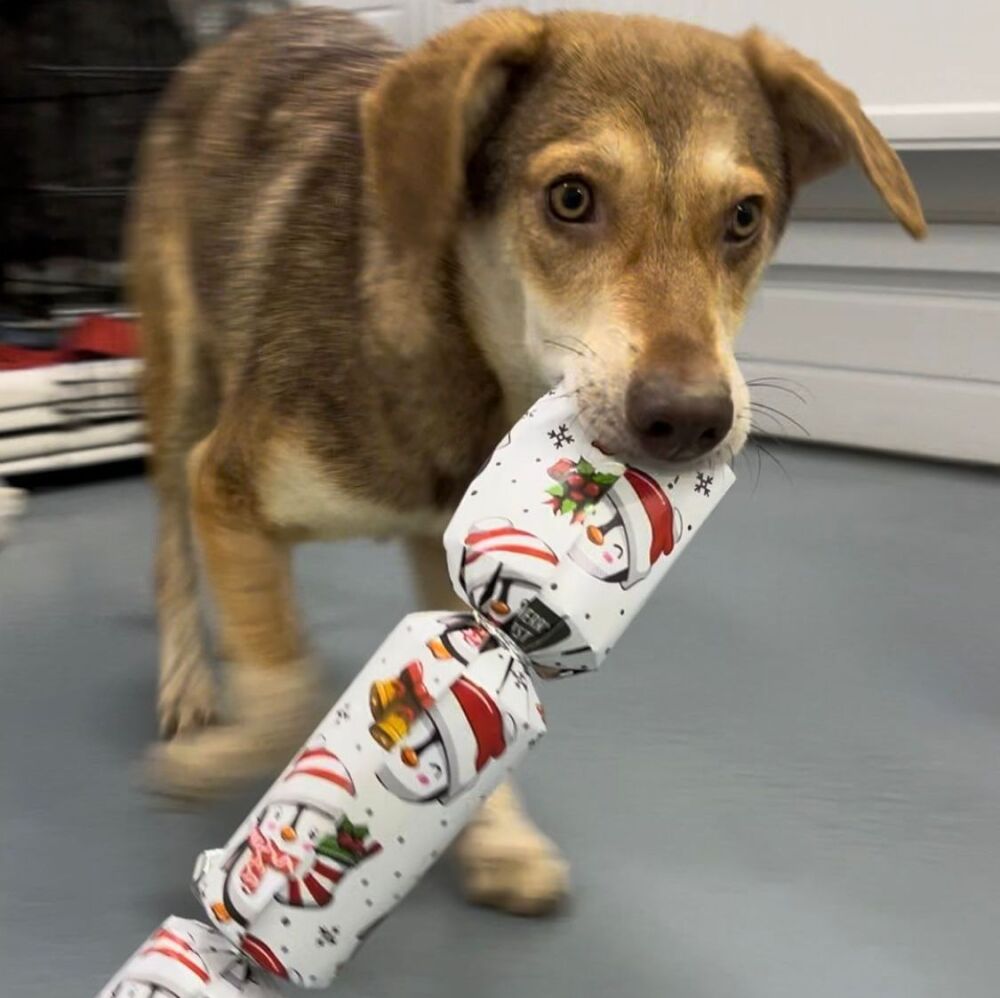 Dog Christmas Cracker