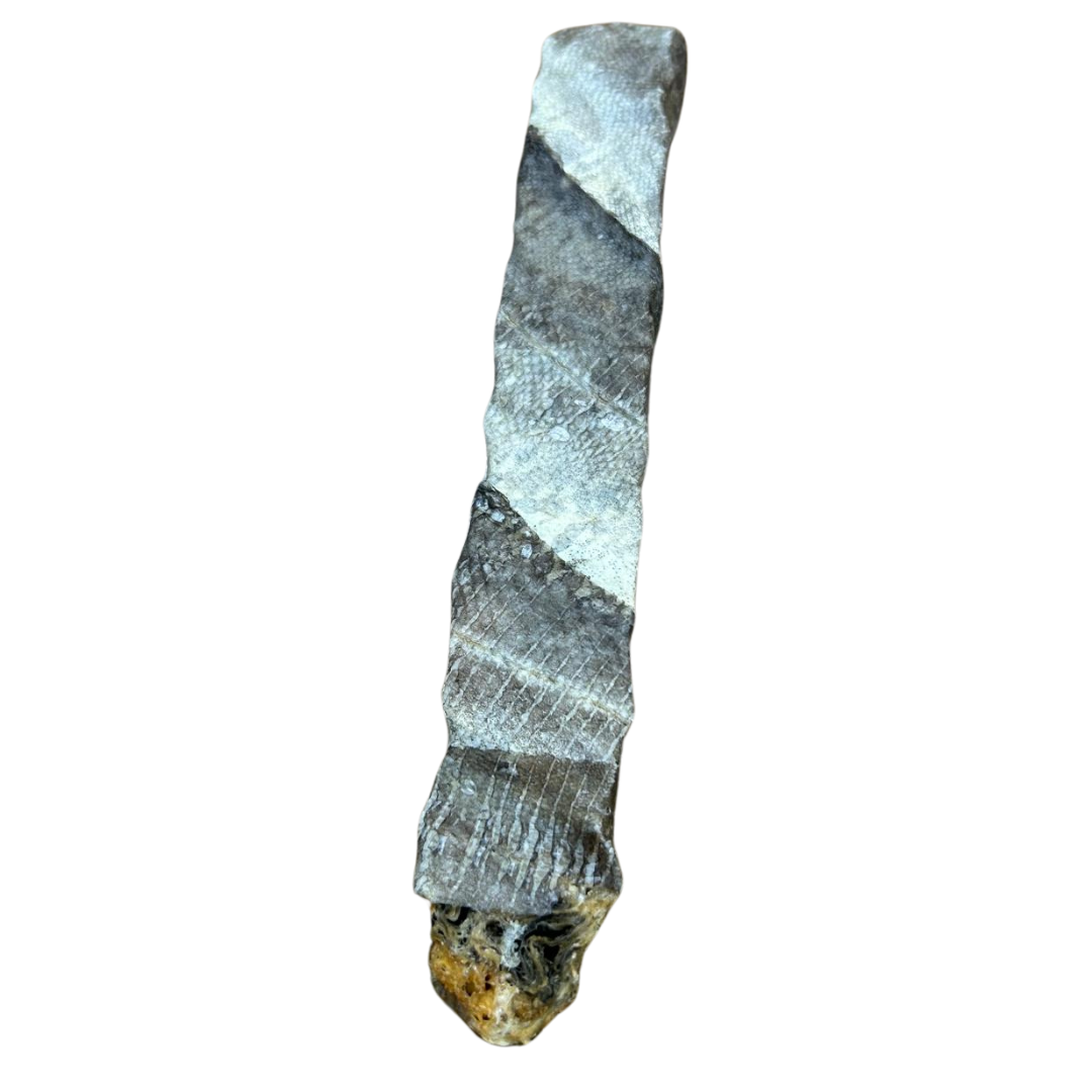 Wrapped Cod Skin Chew