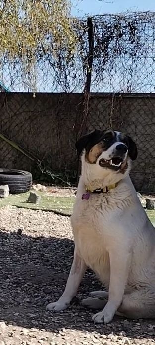 Koda b.jpeg