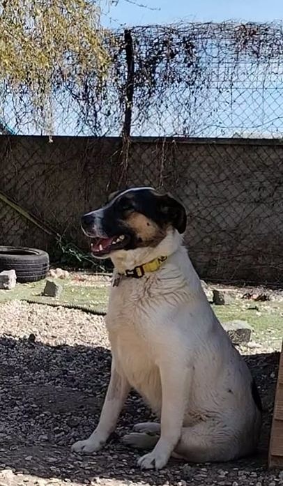 Koda a.jpeg