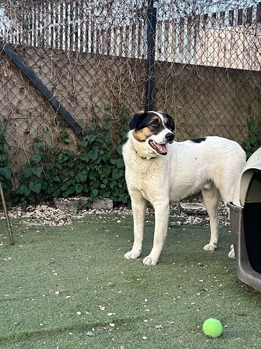 Koda.jpeg