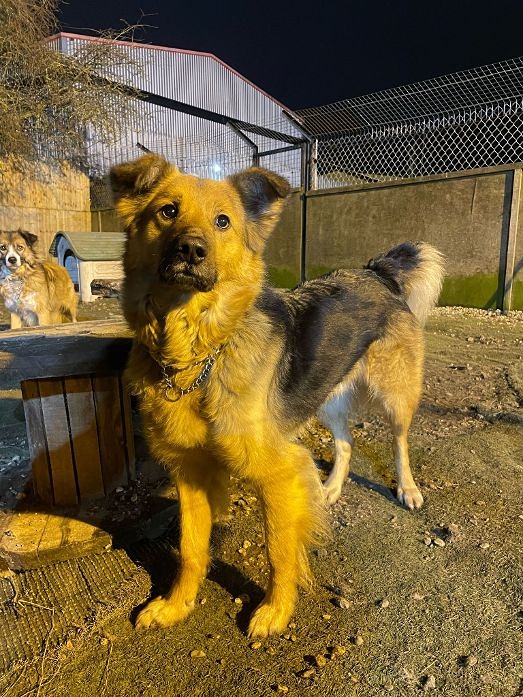 Shep 20.jpeg