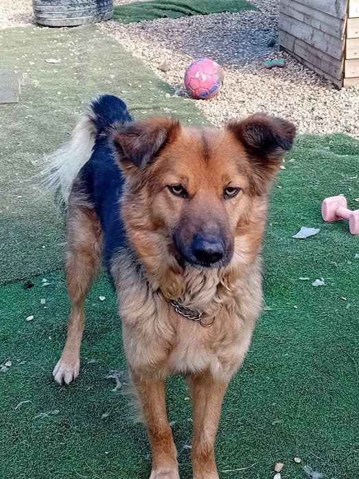 Shep 22.jpeg