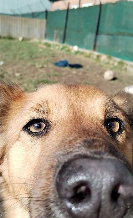 Shep 7