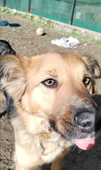 Shep 6