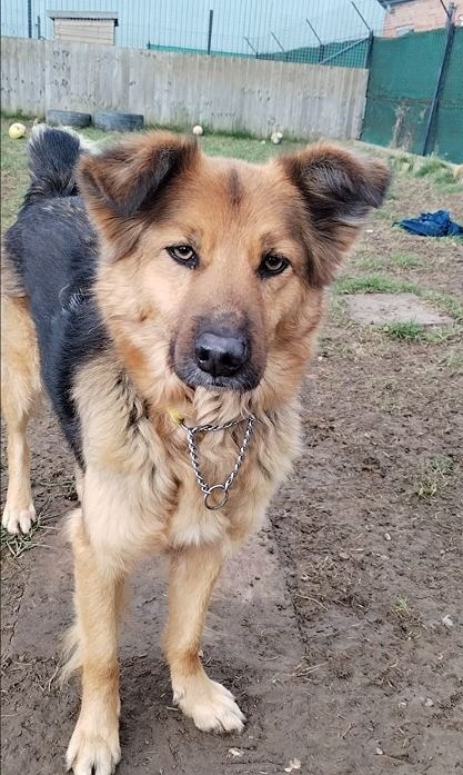 Shep 4