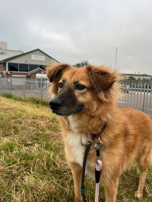 Rusty 2