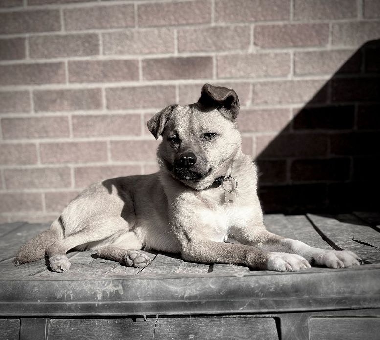 Maudie 3