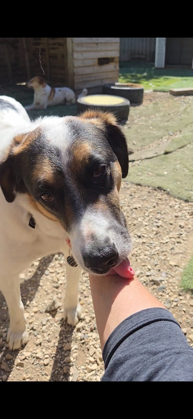 Koda, a 2 years old male Crossbreed available for adoption from Oakwood Dog Rescue in East Riding of Yorkshire