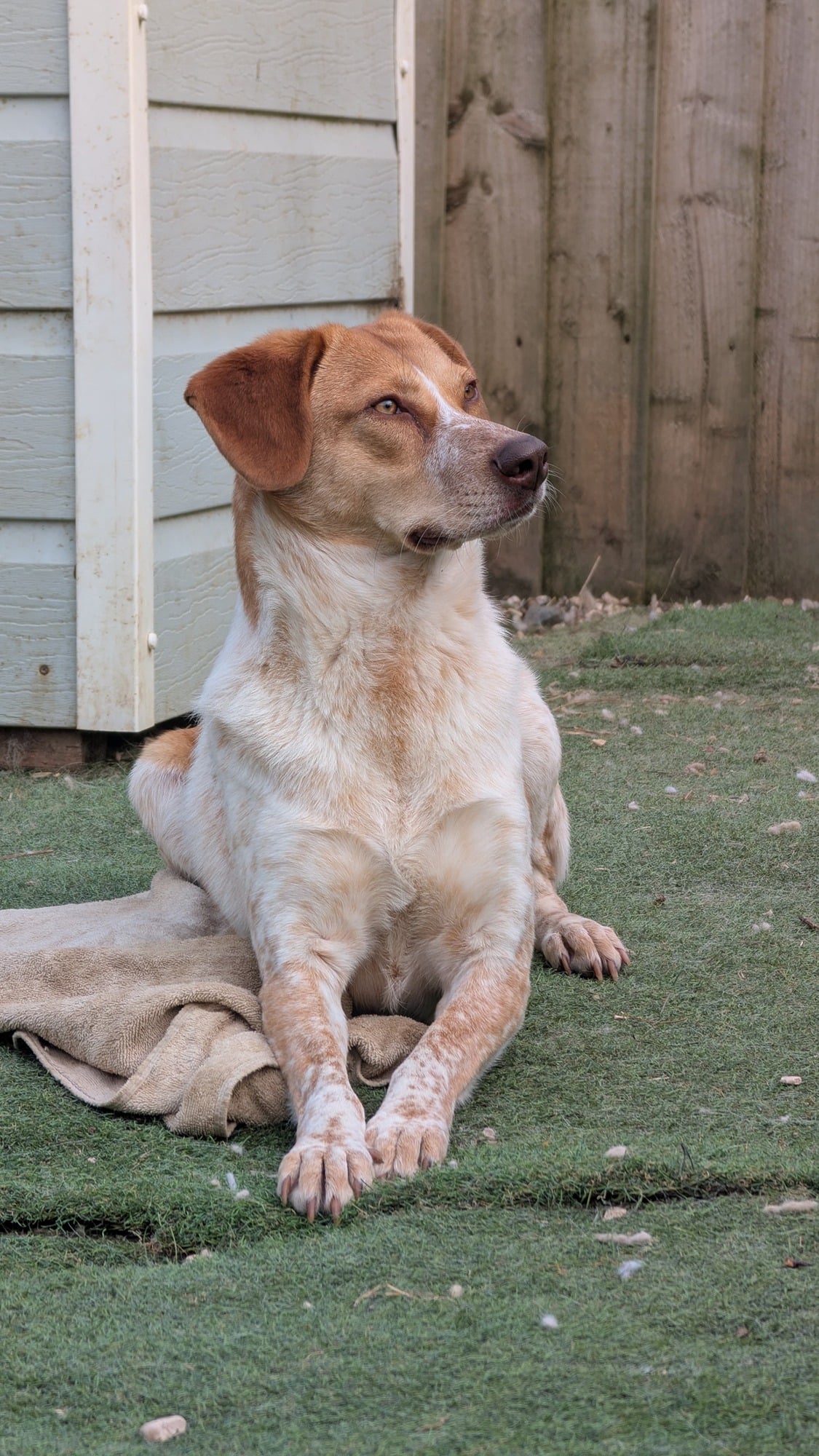 Adele, a 1 year old female Crossbreed available for adoption from Oakwood Dog Rescue in East Riding of Yorkshire