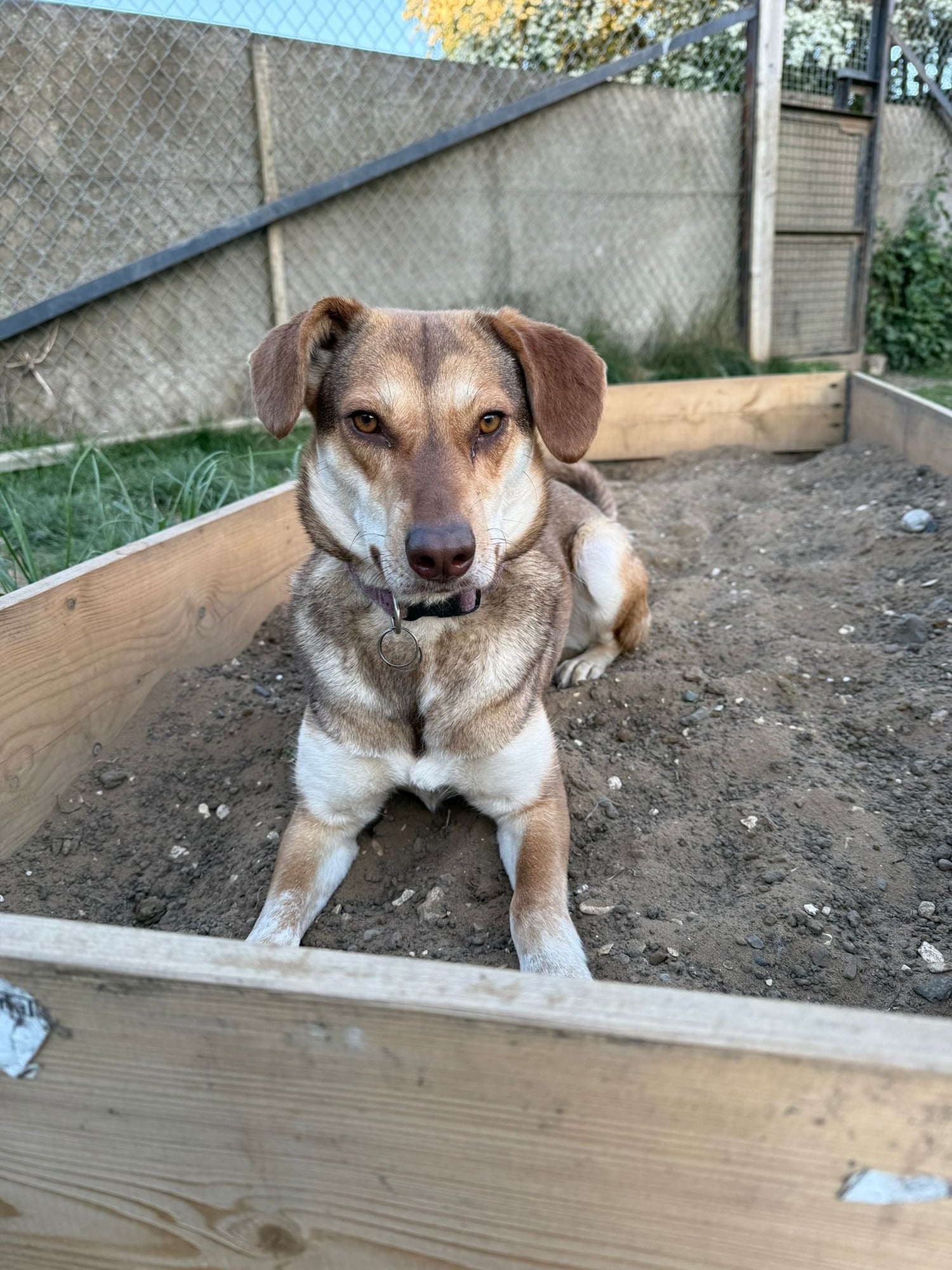 Beyonce, a 1 year old female Crossbreed available for adoption from Oakwood Dog Rescue in East Riding of Yorkshire