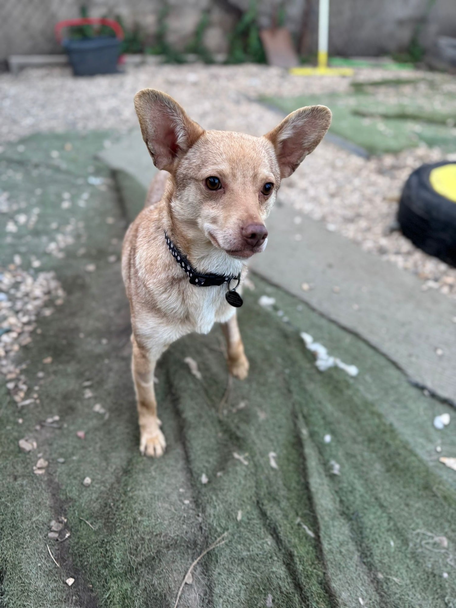 Billi, a 4 years old male Crossbreed available for adoption from Oakwood Dog Rescue in East Riding of Yorkshire