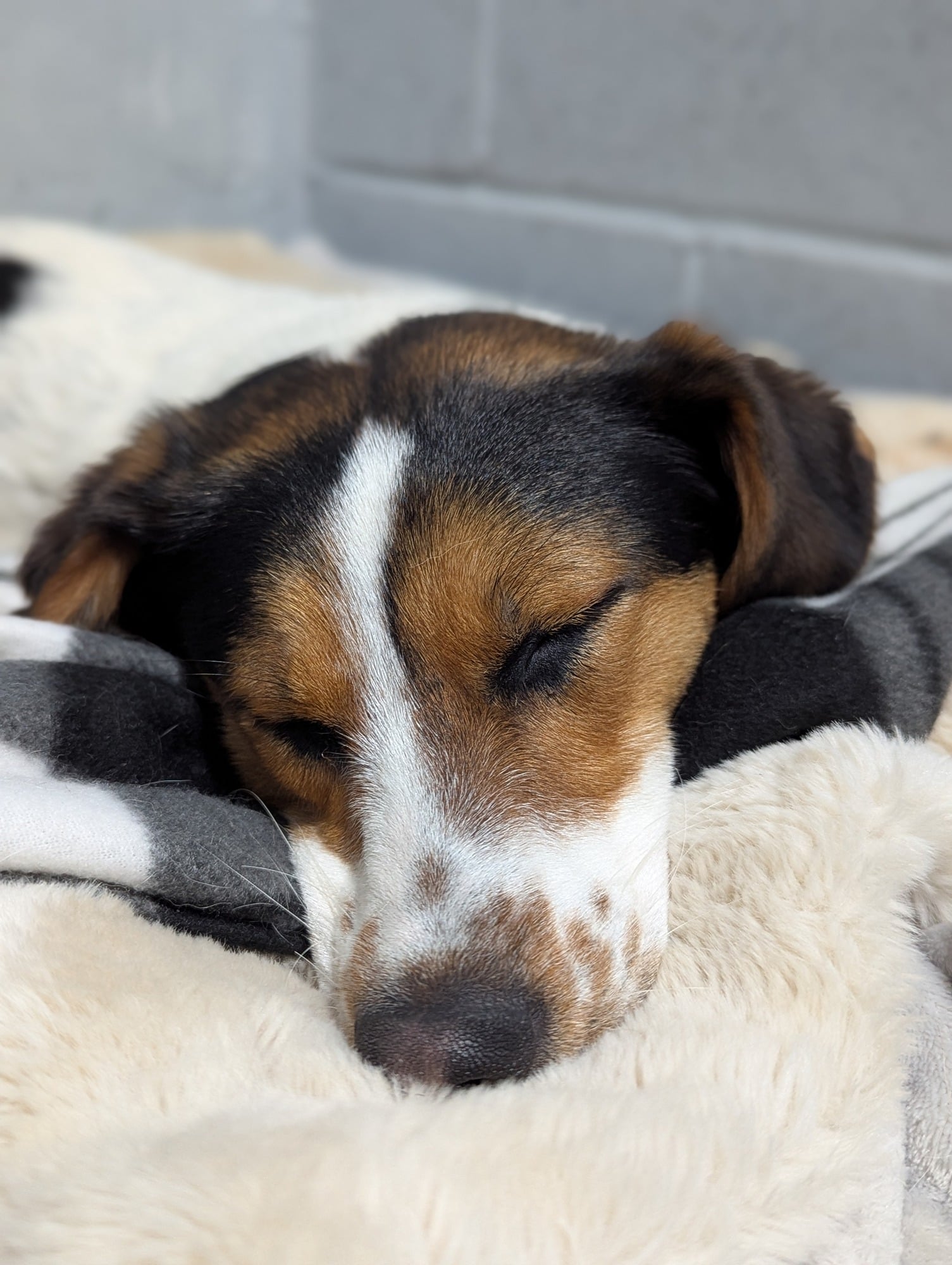 Bella, a 9 months old female Crossbreed available for adoption from Oakwood Dog Rescue in East Riding of Yorkshire