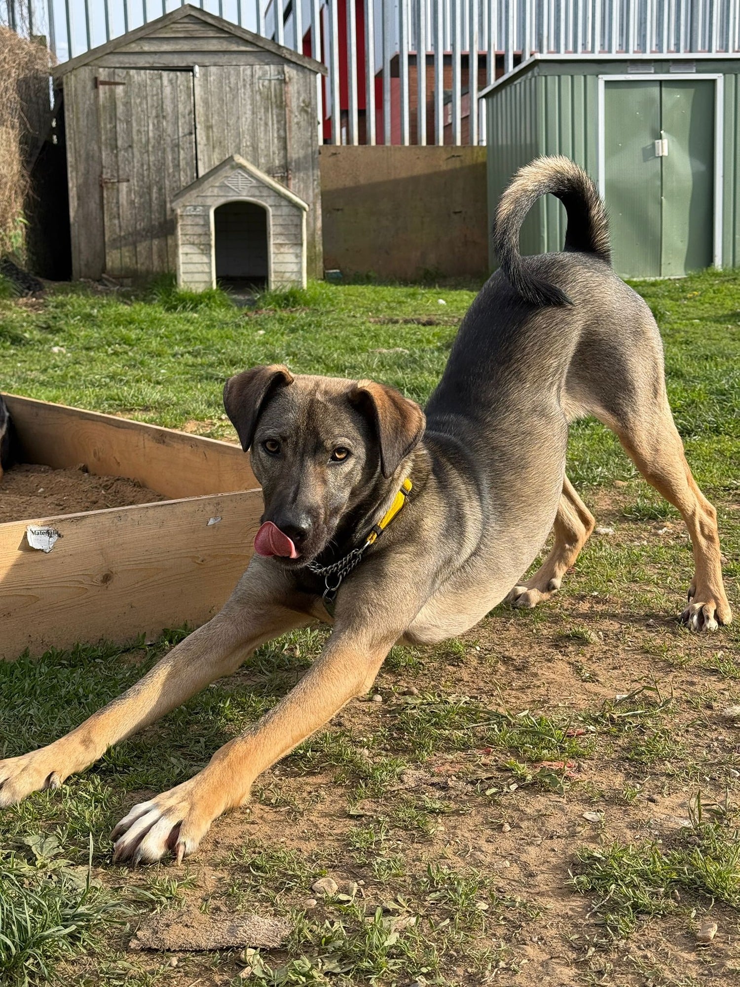 Pudding, a 1 year old male Crossbreed available for adoption from Oakwood Dog Rescue in East Riding of Yorkshire