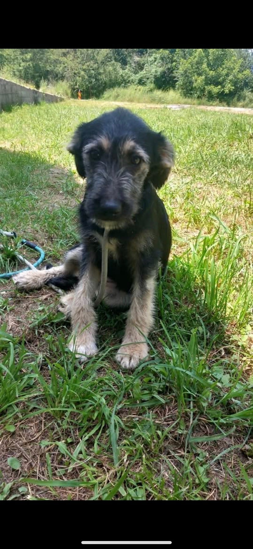 Rhubarb puppy