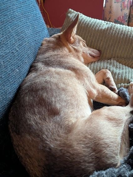 Billi 2.jpeg