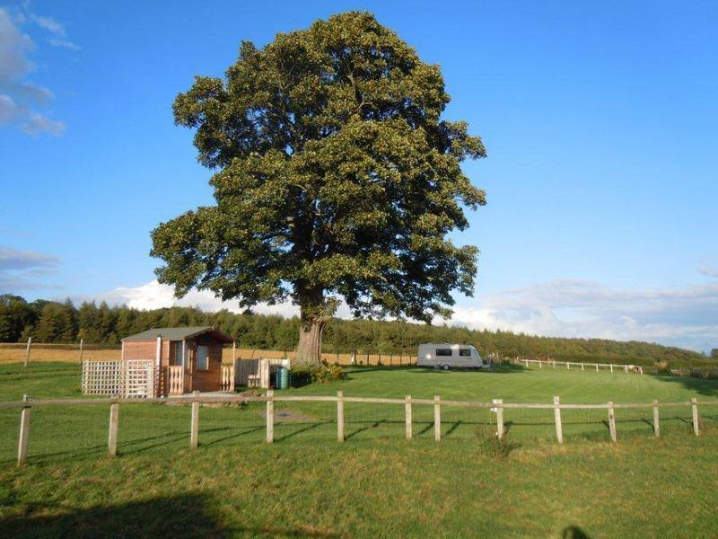 Caravan site with tree