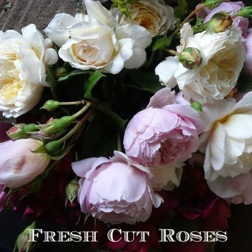 Fresh Cut Roses