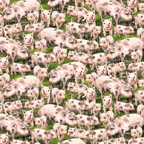 Timeless Treasures Fabric - Farm Life - Pigs - 100% Cotton - 1/4m+