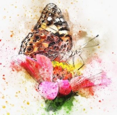 Butterfly and flower