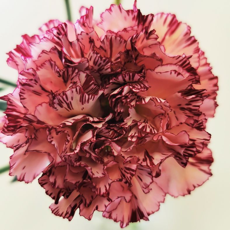 Two toned carnation