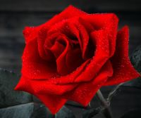 Open the Gateway to your Heart