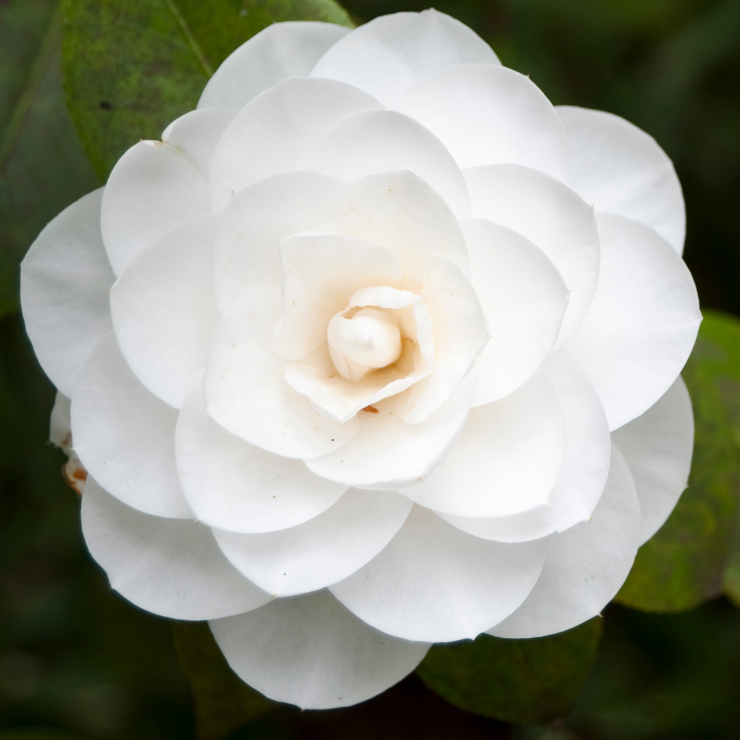 Standing in Your Power with the Camellia