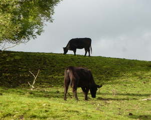 black cows