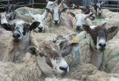 sheep crowd