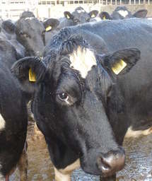 ear tagging cows