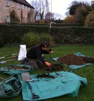 Ben Planting Sorbus