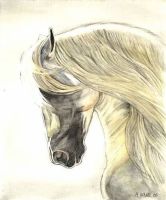 Limited edition print - Spanish horse