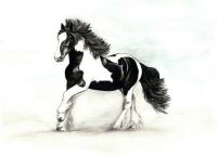 Limited edition print - Cob Horse 