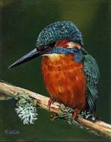 Limited edition print - Kingfisher