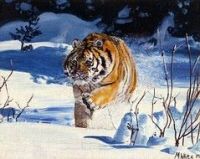 Limited edition print - Tiger