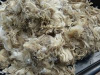 Unwashed Devon and Cornwall Long wool Fleece