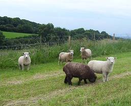 sandies lambs