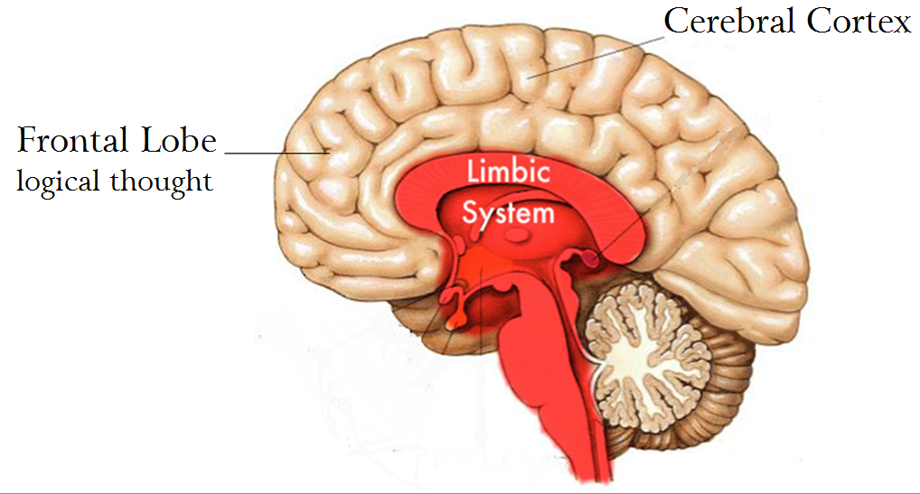 coma childbirth limbic