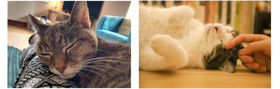 Happy cats Cat sitting Cornwall